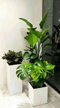 杭州湾员工福利花木租赁推荐-杭州湾花卉租摆摆放方式-海曙绿植租摆用途-北仑花木租摆上架